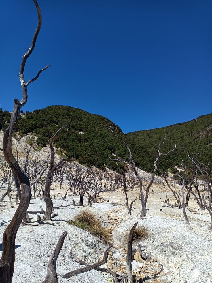One Day Trip Papandayan
